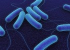 adn-dna: 107- Parasexualitat en bacteris: la transformació | Recurso educativo 118122