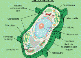Dibujo de una célula vegetal | Recurso educativo 404497