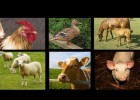 Farm Animal Sounds - An Interactive Game for Kids | Recurso educativo 676912
