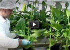 Biotechnology | Educational Video | Plants to obtain drugs | Recurso educativo 679578