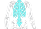 Titol: L'esquelet humà | Recurso educativo 680840
