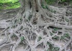 Arrels d'un arbre: fotografia. | Recurso educativo 681938