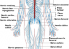 Sistema nervioso | Recurso educativo 684031