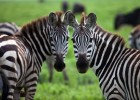 Fotografia de dues zebres | Recurso educativo 684228