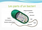 Esquema 3D d'una cèl·lula procariota (bacteri) | Recurso educativo 725992