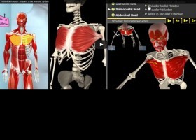 As partes do sistema muscular | Recurso educativo 726561