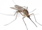 Mosquito life cycle | Recurso educativo 726920