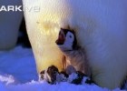 Nacimiento de un pingüino emperador. | Recurso educativo 728054