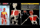 As partes do sistema muscular | Recurso educativo 728696