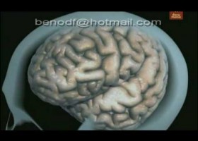 Cerebro y Drogas | Recurso educativo 731239