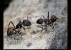 Eduardo Galeano - Las hormigas | Recurso educativo 731299