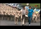 Las ovejas toman el centro de Soria | Recurso educativo 734804