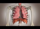 El funcionamiento del sistema respiratorio | Recurso educativo 736573