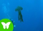 La Eduteca - Esponjas, medusas y gusanos | Recurso educativo 737799