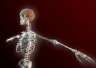 El esqueleto humano | Recurso educativo 738149