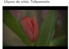 Lliçons de crisis tulipamania | Recurso educativo 740181