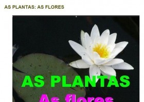 As plantas: as flores | Recurso educativo 741070