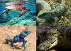Réptiles - Wikipedia, a enciclopedia libre | Recurso educativo 741129