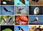 Aves - Wikipedia, a enciclopedia libre | Recurso educativo 741130
