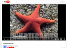 Invertebrates | Recurso educativo 741900