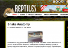 Snake Anatomy | Recurso educativo 742247