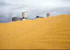 Biofuels are driving food prices higher - The Guardian. | Recurso educativo 742553