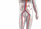 Tipus de sistemes circulatoris | Recurso educativo 743560