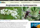 Angiosperms vs Gymnosperms Comparison | Recurso educativo 743799