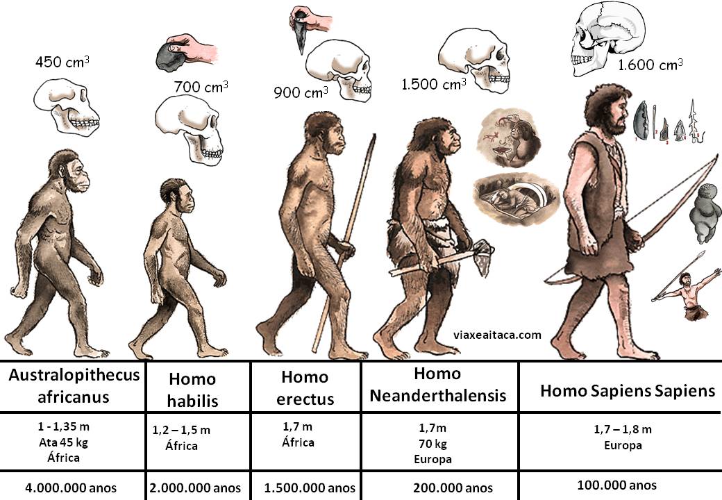 Proceso De Hominización Recurso Educativo 745347 Tiching 9329