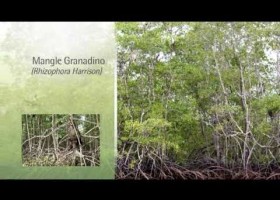 El Manglar | Recurso educativo 746035