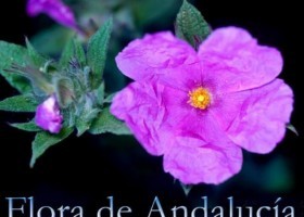 Flora de Andalucía | Recurso educativo 746553