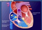 El corazón | Recurso educativo 746717