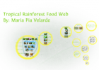Tropical Rainforest Food Web | Recurso educativo 749972
