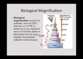 Biomagnificación | Recurso educativo 750269
