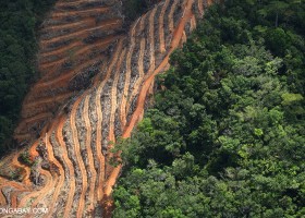 What is Deforestation? | Recurso educativo 751588