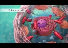 Biology: Cell Structure | Recurso educativo 738777