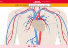 12 Juegos del aparato circulatorio en Didactalia - Instituto de Tecnologías | Recurso educativo 762613