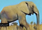 Los elefantes duermen poco y de pie | Srta.Ciencia | Recurso educativo 764851