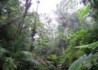 El bosc equatorial | Recurso educativo 768162