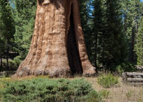 Sequoia gegant | Recurso educativo 768678