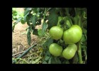 Creixement d'una tomaquera | Recurso educativo 768679