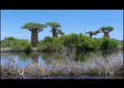 The Baobab Trees  of Madagascar | Recurso educativo 769090