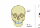 The skeleton: bones and joints | Recurso educativo 769313