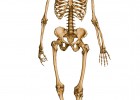 Esquelet humà | Recurso educativo 769369