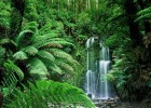 Tropical rainforest | Recurso educativo 770011