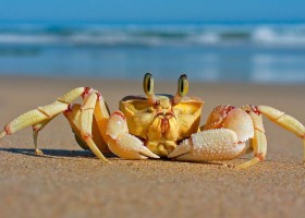 Crab | Recurso educativo 770580