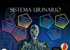 infografia-sistema-urinario.jpg | Recurso educativo 770877