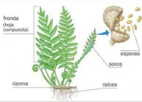Partes Del Helecho Recurso Educativo Tiching