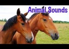 Els sons dels animals | Recurso educativo 777051