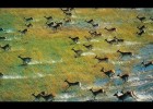 The Okavango Delta - Okavango River | Africa Predators (2018 Documentary) | Recurso educativo 780707